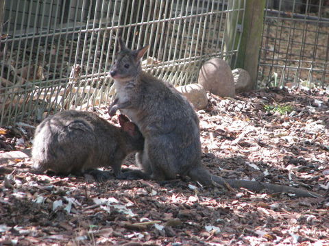 All Inclusive Blue Mountains Small-Group Day Trip From Sydney - Melbourne Tourism 19
