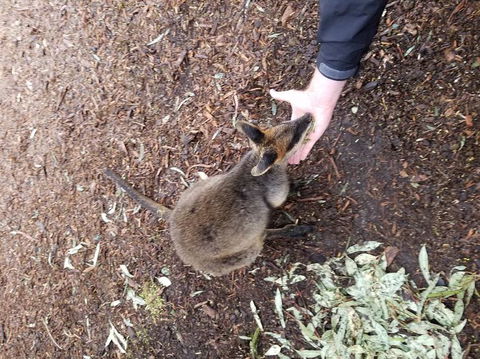 All Inclusive Blue Mountains Small-Group Day Trip From Sydney - Melbourne Tourism 21