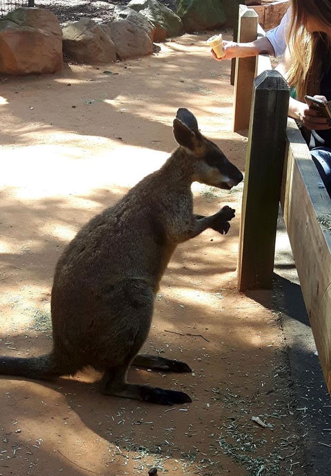 All Inclusive Blue Mountains Small-Group Day Trip From Sydney - Melbourne Tourism 25