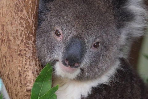 All Inclusive Blue Mountains Small-Group Day Trip From Sydney - Melbourne Tourism 28