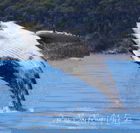 Whale Watching Jervis Bay - Melbourne Tourism