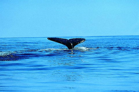 Whale Watching By Sea Kayak In Batemans Bay - Melbourne Tourism 1
