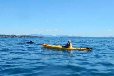 Whale Watching By Sea Kayak In Batemans Bay - Melbourne Tourism 2