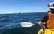 Whale Watching By Sea Kayak In Batemans Bay - thumb 7