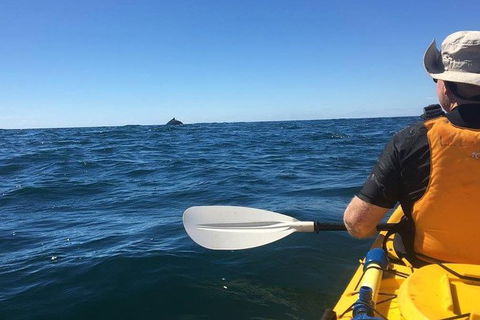 Whale Watching By Sea Kayak In Batemans Bay - Melbourne Tourism 7