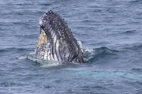 Jervis Bay Whale Watching Tour - Melbourne Tourism 1
