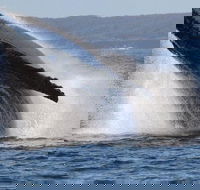 Jervis Bay Whale Watching Tour - Melbourne Tourism
