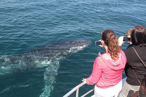 Jervis Bay Whale Watching Tour - Melbourne Tourism 9
