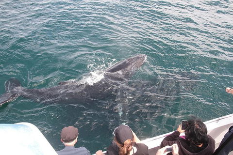 Jervis Bay Whale Watching Tour - Melbourne Tourism 12