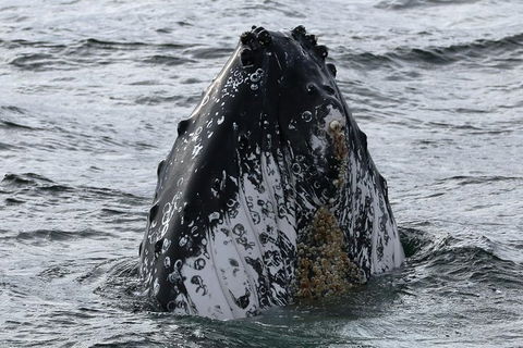 Jervis Bay Whale Watching Tour - Melbourne Tourism 7