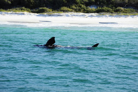 Jervis Bay Whale Watching Tour - Melbourne Tourism 5