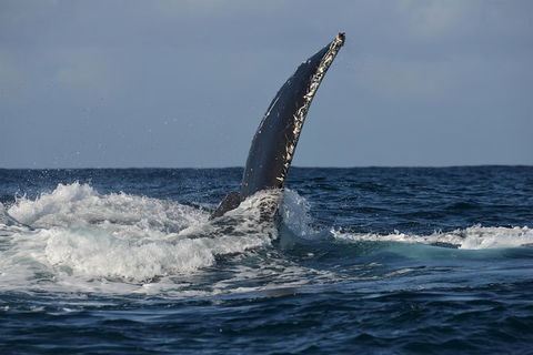 Jervis Bay Whale Watching Tour - Melbourne Tourism 8
