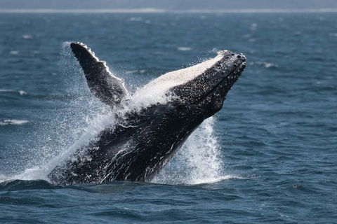 Jervis Bay Whale Watching Tour - Melbourne Tourism 10