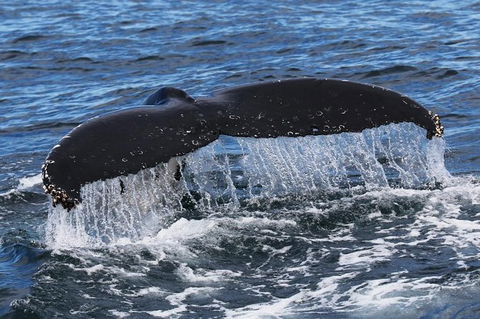 Jervis Bay Whale Watching Tour - Melbourne Tourism 6
