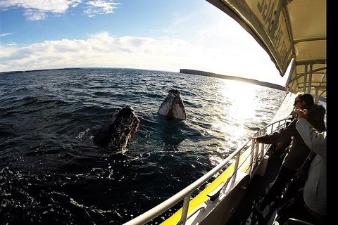 Jervis Bay Whale Watching Tour - Melbourne Tourism 3