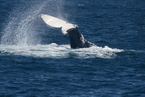 Jervis Bay Whale Watching Tour - Melbourne Tourism 11