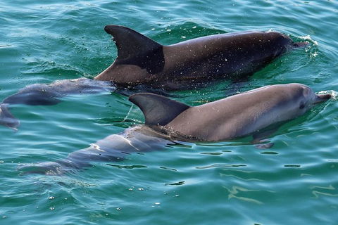 Jervis Bay Boom Netting And Dolphins Tour - Melbourne Tourism 13