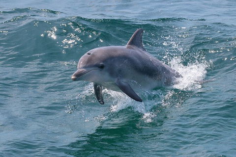 Jervis Bay Boom Netting And Dolphins Tour - Melbourne Tourism 8