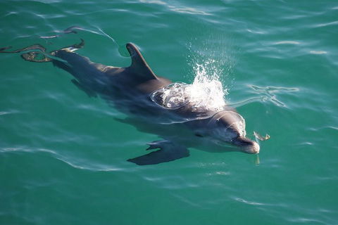 Jervis Bay Dolphin Watch Cruise - Melbourne Tourism 6