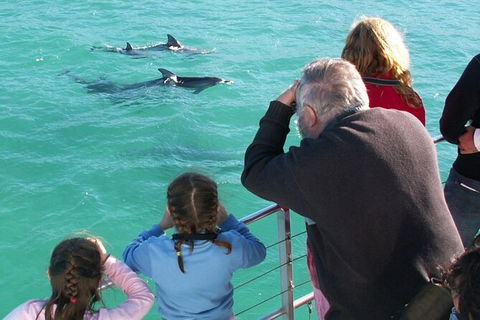 Jervis Bay Dolphin Watch Cruise - Melbourne Tourism 4