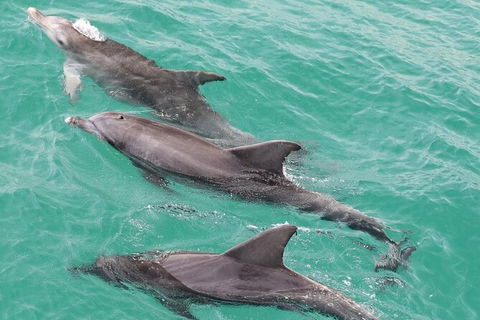 Jervis Bay Dolphin Watch Cruise - Melbourne Tourism 7
