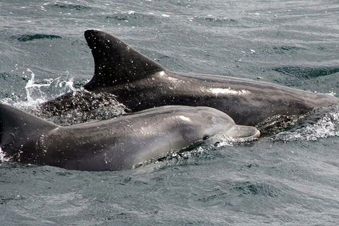 Jervis Bay Dolphin Watch Cruise - Melbourne Tourism 5