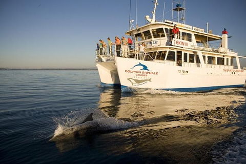 Jervis Bay Dolphin Watch Cruise - Melbourne Tourism 2