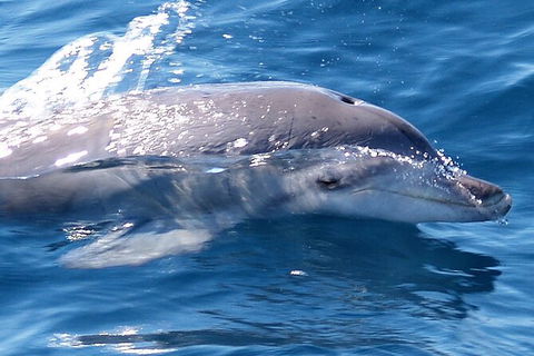Jervis Bay Dolphin Watch Cruise - Melbourne Tourism 3