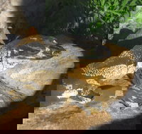 Armadale Reptile Centre - Melbourne Tourism