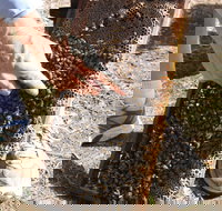 Bees on Keswick Island - Melbourne Tourism