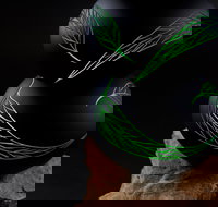 James McMurtrie's  Glass Blowing Studio and Gallery - Melbourne Tourism