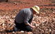 Quilpie Opal Fossicking - thumb 1