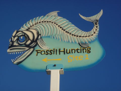 Richmond Fossil Hunting Sites - Melbourne Tourism 1