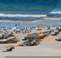 Seal Bay - Melbourne Tourism