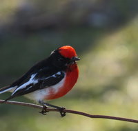 Weddin Bird Trails - Melbourne Tourism