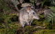 Wildlife Wonders - thumb 0