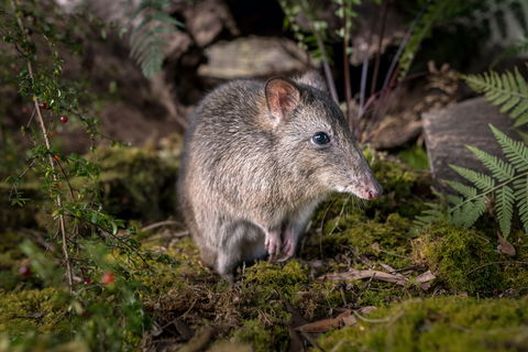 Wildlife Wonders - Melbourne Tourism 0