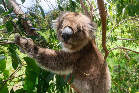 Wildlife Wonders - Melbourne Tourism 1
