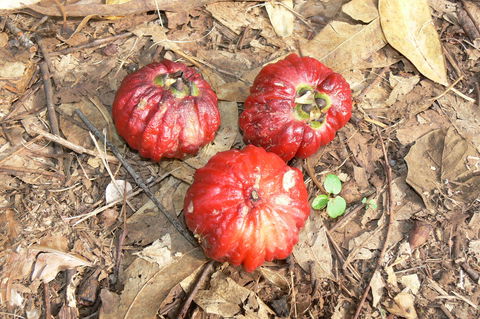 Window On The Wetlands - Melbourne Tourism 1