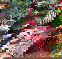 Ballina Farmers Market - Melbourne Tourism