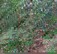 Blackbutt walking track - Melbourne Tourism