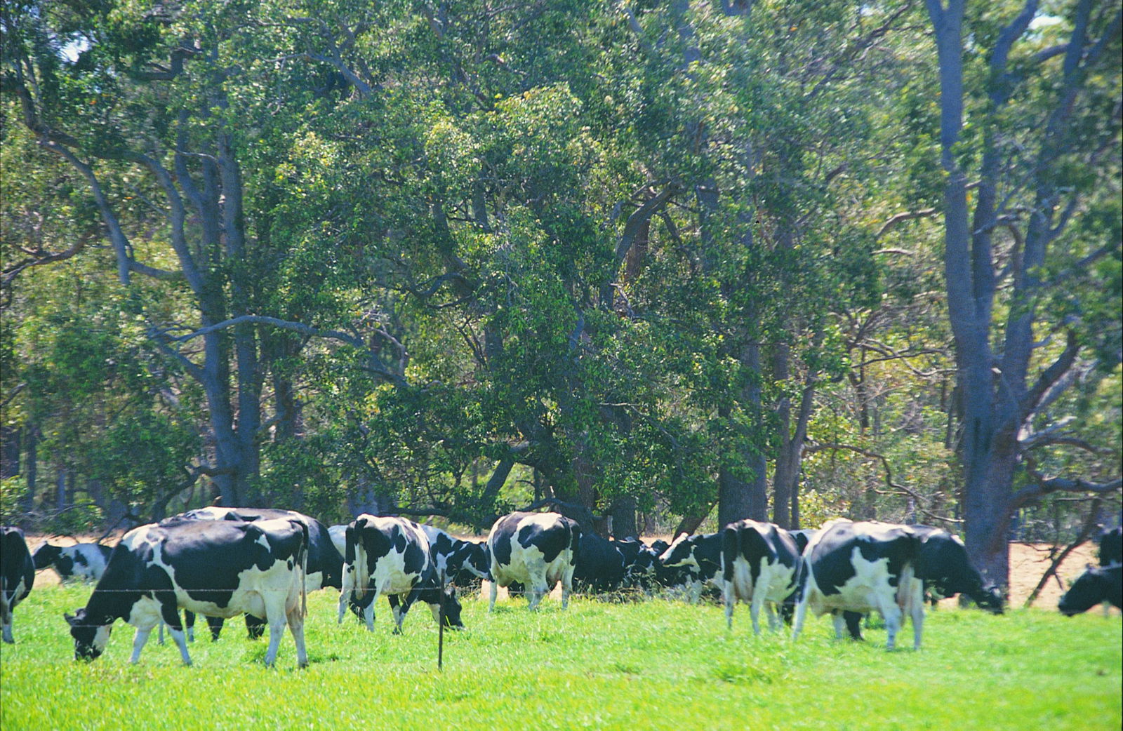 Stratham WA Melbourne Tourism