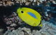 Clam Gardens Dive Site - thumb 1