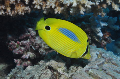 Clam Gardens Dive Site - Melbourne Tourism 1