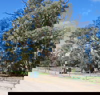 Giant Gum Tree - Melbourne Tourism