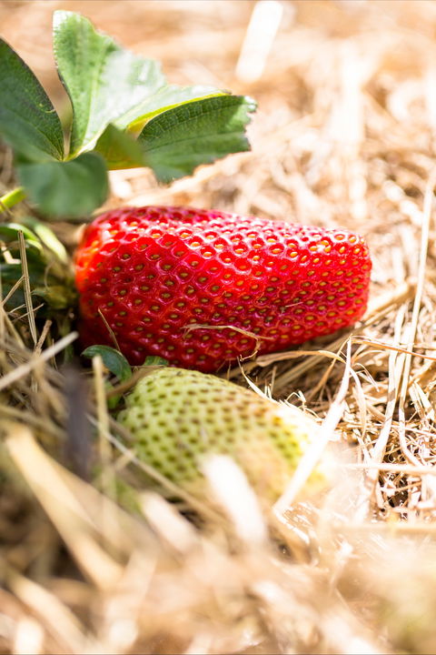 Kate's Berry Farm - Melbourne Tourism 2