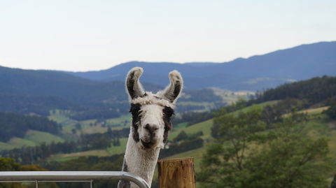Llama Walks Tasmania - Melbourne Tourism 0