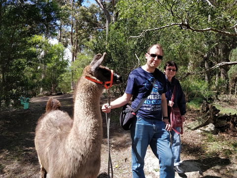 Llama Walks Tasmania - Melbourne Tourism 1