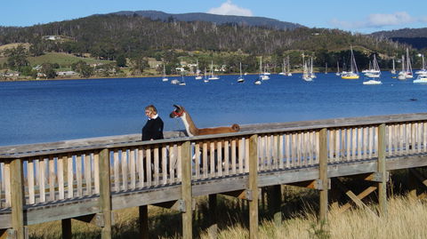 Llama Walks Tasmania - Melbourne Tourism 2