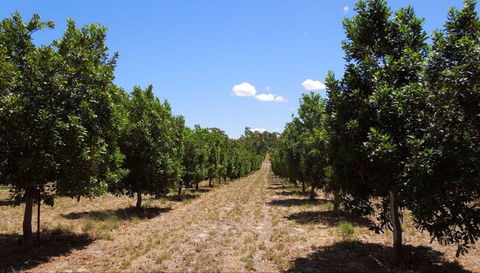 MacNuts WA Shop And Factory - Melbourne Tourism 0